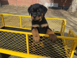 We offer import rottweiler puppies and stud service 8 Weeks Old German Rottweiler Puppies For Sale In Bakersfield California Puppies For Sale Near Me