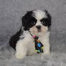 Join millions of people using oodle to find puppies for adoption, dog and puppy listings, and other pets adoption. Bichonpoo Archives Page 3 Of 8 Ridgewood Kennels Ii