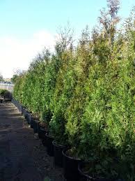 With a variation of colours during the four seasons. Best Hedging Plants Top 5 Uk Evergreen Hedging Plants