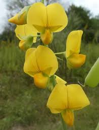 Image result for Crotalaria spectabilis