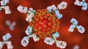 Though previously reported, regeneron does not include stem cells. Early Data Shows Regeneron S Covid 19 Antibody Cocktail Helps Patients Recover Faster Biospace