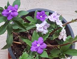 The three segments, all named. Yesterday Today Tomorrow Brunfelsia Plant Vanita S Corner
