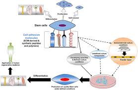 Cell culture systems have many applications. The Impact Of Adhesion Molecules On The In Vitro Culture And Differentiation Of Stem Cells Abdal Dayem 2018 Biotechnology Journal Wiley Online Library
