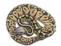 Baby Super Pastel Ball Python Ball Python Ball Python Pet Pythons For Sale