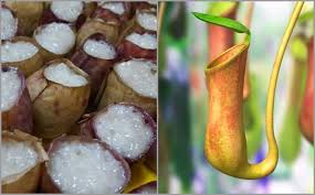 .masukkan garam secukup rasa kedalam rendaman beras pulut 4) didihkan air kukusan 5) masukkan beras pulut sahaja yang telah direndam dengan santan tadi ke dalam 3/4 periuk kera kemudian isi santan sehingga penuh 6). Kelawar Marah Lemang Periuk Kera Jadi Pilihan Juadah Di Pagi Raya Dari Dapur Kak Tie