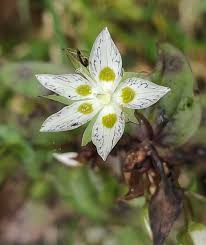 Image result for Swertia welwitschii