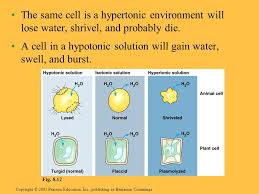 A decrease in tonicity toward hypotonicity will lead to the influx of water, and the cells swell. Chapter 8 Membrane Stucture And Function Section A Membrane Structure Ppt Download