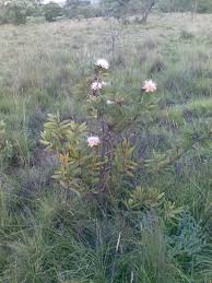 Image result for Protea welwitschii