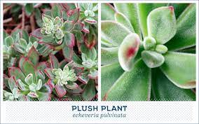 This succulent identification guide will help you identify different succulent species. 20 Popular Types Of Succulents Ftd Com