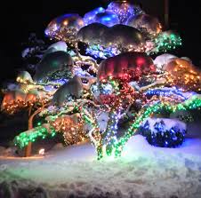 Denver Botanical Gardens Taken By Ray Chavez Christmas Lights Christmas Magic Christmas Tree Outside Outdoor Christmas Decorations