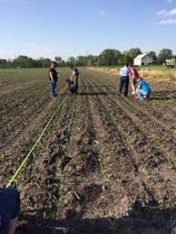 Evaluating Corn Stands Integrated Crop Management