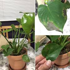 Brown Spots On My Monstera Leaves Plantclinic Plant Leaves Turning Brown Plant Leaves Turning Yellow Plants