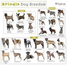 List Of Brindle Dog Breeds 101dogbreeds Com