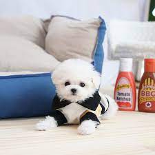 Every day is better with a furry companion by your side. Bichon Frise Puppies For Sale Tea Cup Pups Home Text Us 406 412 5996