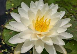 Image result for Nymphaea divaricata