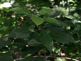 Image result for Mildbraedia carpinifolia