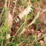 Image result for Harpachne schimperi