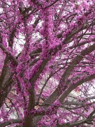 Maybe you would like to learn more about one of these? Eastern Redbud Cercis Canadensis Trees Shrubs Vines Redbud Tree Eastern Redbud Tree Eastern Redbud