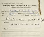 Image result for Rhinacanthus zambesiacus