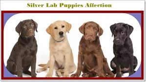 Silver lab puppies for sale. 20 Things All Labrador Owners Must Never Forget The Last One Brought Me To Tears