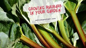We did not find results for: How To Grow Rhubarb In Your Garden Gardens Nursery