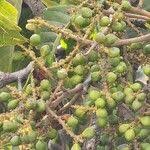 Image result for Allophylus congolanus