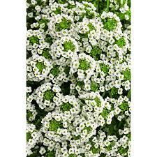 Proven Winners 4 Pack 4 25 In Grande White Knight Sweet Alyssum Lobularia Live Plant White Flowers Lblprw1047524 The Home Depot In 2020 Alyssum Proven Winners Annual Plants