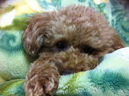 my family トイプードルのちゃちゃくんです 犬だけどコタツと布団に潜るのが好きです トイプードル 犬 潜る