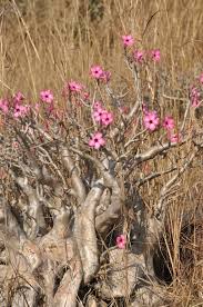 Image result for Ceropegia namuliensis