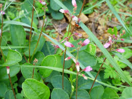 Image result for Desmodium incanum