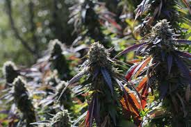 It does not ban or restrict the use of any given chemical by setting a concentration limit for the chemical in a. Living Soil Cannabis Growing Marijuana Without Pesticides