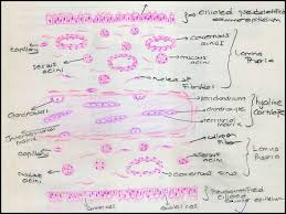 Do you find the anatomy of the respiratory system and lungs quite daunting? Respiratory System