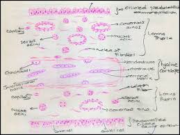 Do you find the anatomy of the respiratory system and lungs quite daunting? Respiratory System