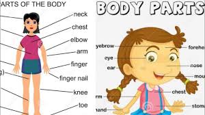 Human body parts learning vocabulary using pictures human body parts and list of human body parts. Body Parts Vocabulary Parts Of The Body In English Human Body Parts Names Youtube