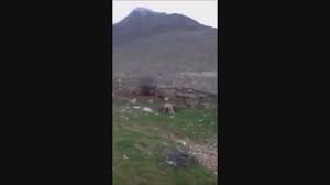 Sahane Bir Karabas Kangal Izlesene Com