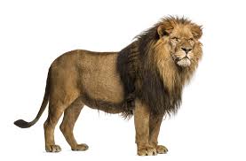 Jared goff is a different qb than he was in l.a. Lion Definition Und Bedeutung Collins Worterbuch