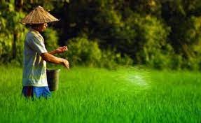 Contoh Power Point Tentang Pertanian Petani Bayangan Tanaman
