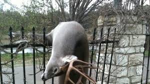 Hours may change under current circumstances Petition Make The Fence In The Nativity Cemetery In Orchard Park Ny Not Pointy To Save Deer S Lives Change Org