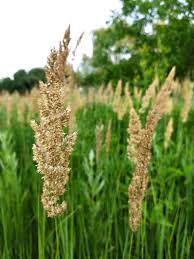 Image result for Agrostis epigejos