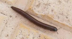 Starting here, look for signs of other infestations. Keeping Millipedes And Centipedes Out Of Your New England Home