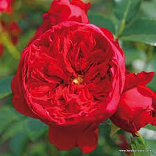 They have released several romantic series such as the fairy tale roses with choices such as the double pink cinderella or pomponella, and the floribunda types in the. 60 Kordes Roses Ideas Rose Flowers Plants