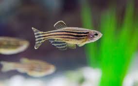 Big canvas paintings for home decor scenery, skylines, abstracts & more. 10 Best Zebra Danio Zebrafish Tank Mates Aquariumnexus