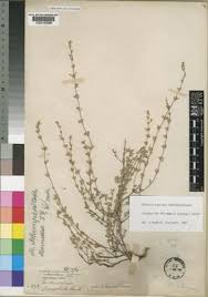 Image result for Micromeria imbricata