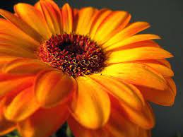 In Season Gerbera Daisies Gerbera Daisy Gerbera Gerber Daisies