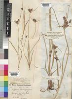 Image result for Cyperus rigidifolius