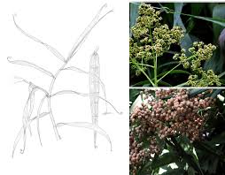 Image result for Flagellaria