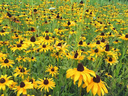 Lists (still in progress) can also be sorted by botanical name. 30 Types Of Yellow Flowers A To Z Photos And Info Home Stratosphere