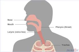 Breathing And Respiration Gas Exchange Pass My Exams