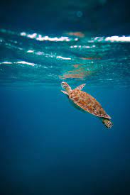 You can also upload and share your favorite sea turtle wallpapers. 100 Sea Turtle Pictures Download Free Images On Unsplash