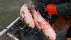 Maybe you would like to learn more about one of these? Kentucky S Top 5 Invasive Species Include Carp Pigs Zebra Mussels